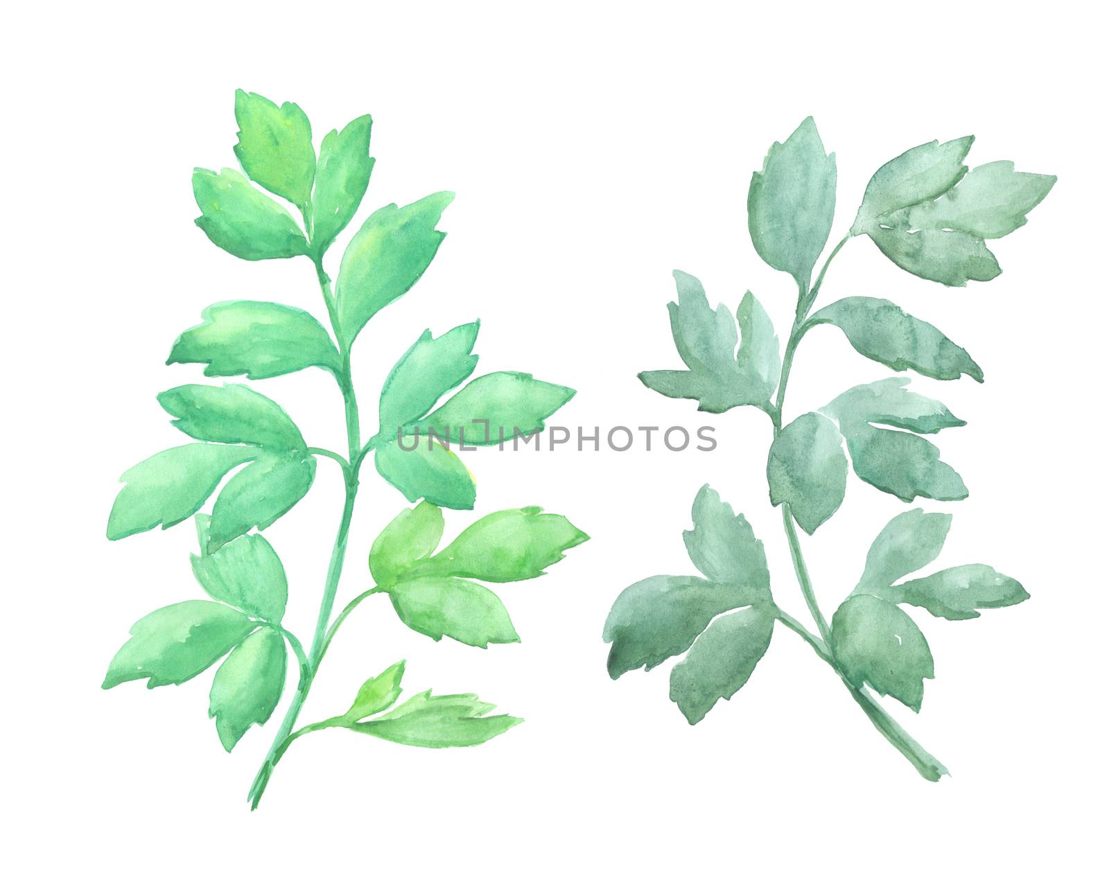 Bright watercolor leaf isolated on easy for cut white background