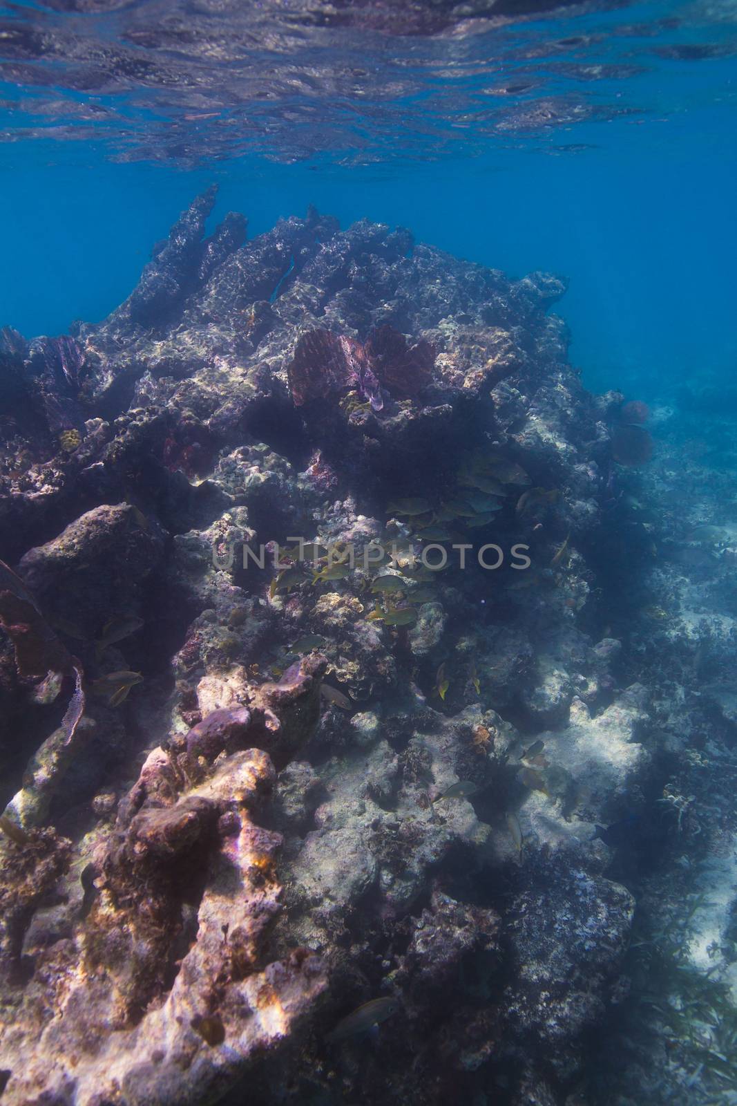 Large school of french grunt hidding under a coral mountain