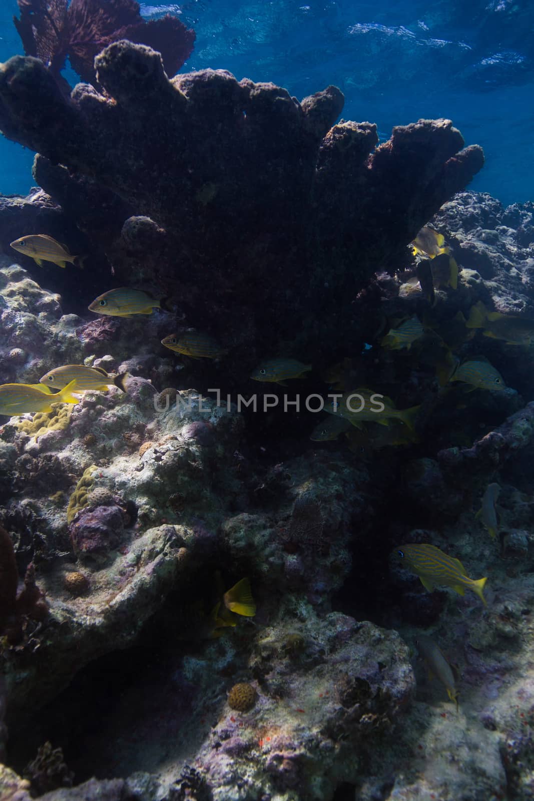 Small school of french grunt under a coral reef