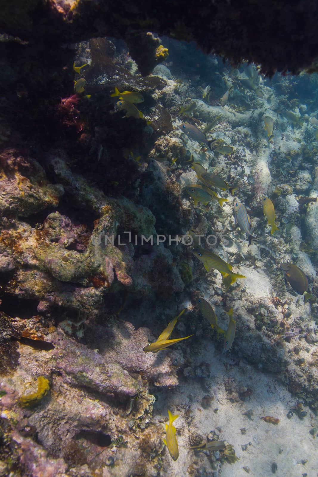 French grunt swimming in a coral reef