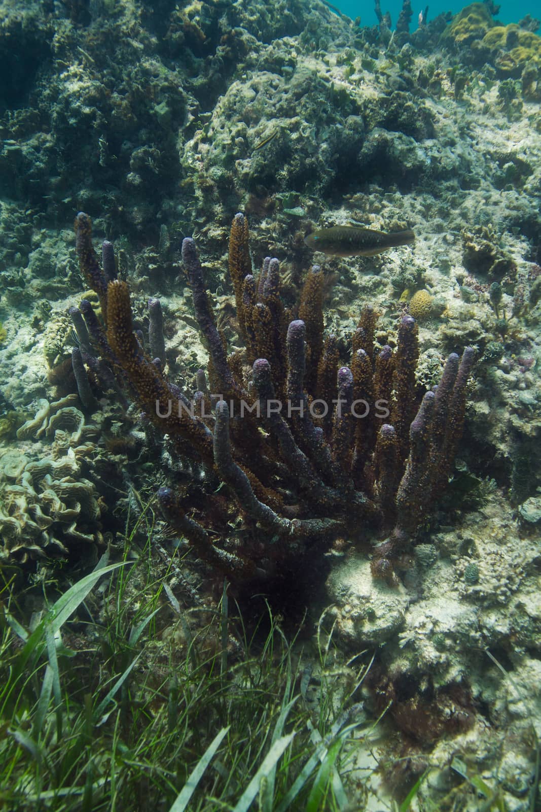 Tube coral in reef of the shore of cancun