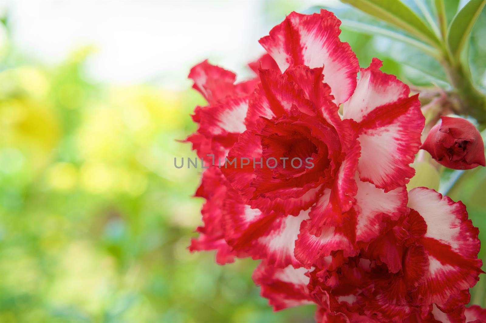 Beautiful hybrid Adenium Obesum or Desert rose have red and white layers flower with bokeh green background.