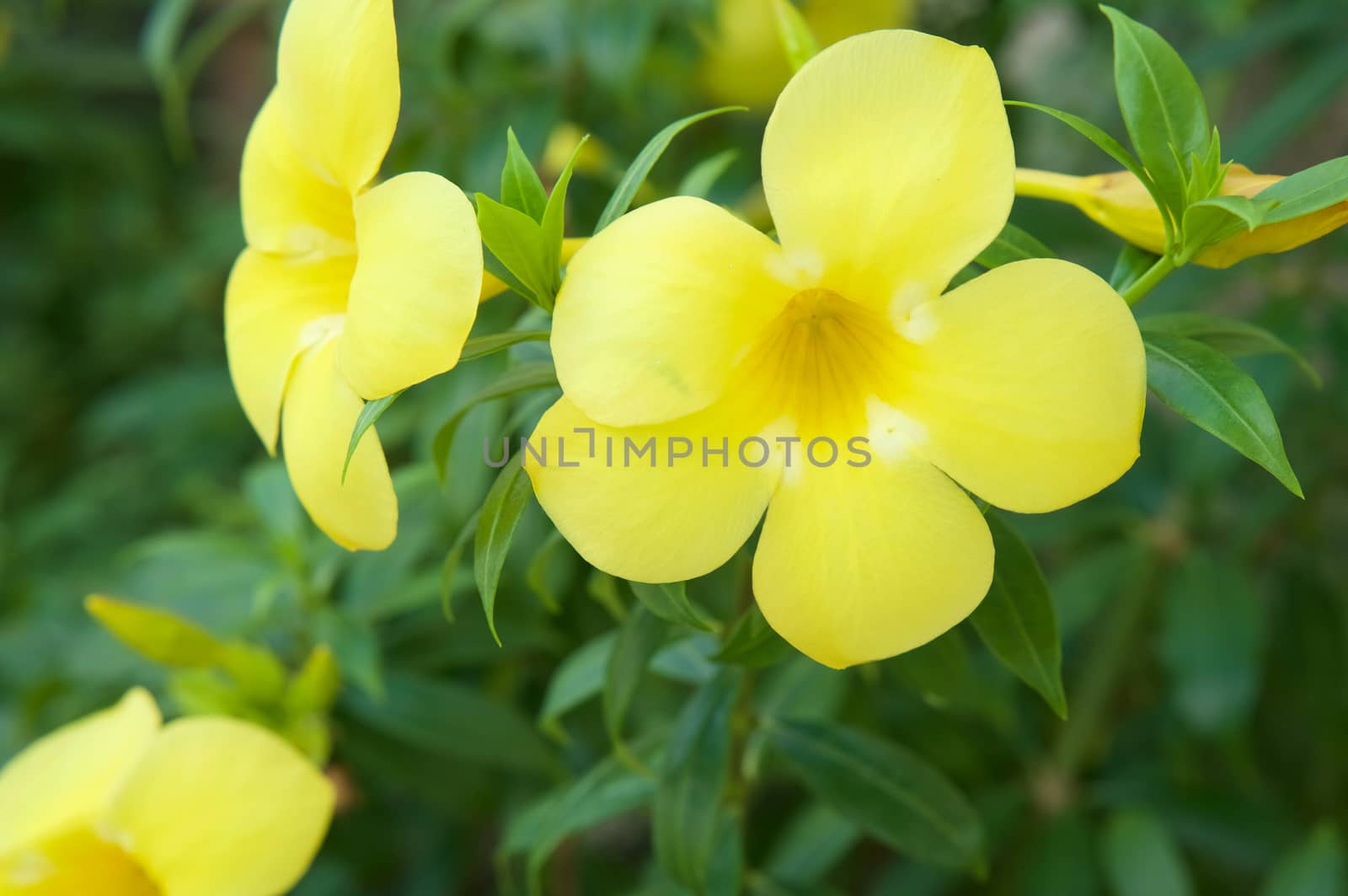 Close up of Allamanda cathartica flowers with green leaves by eaglesky