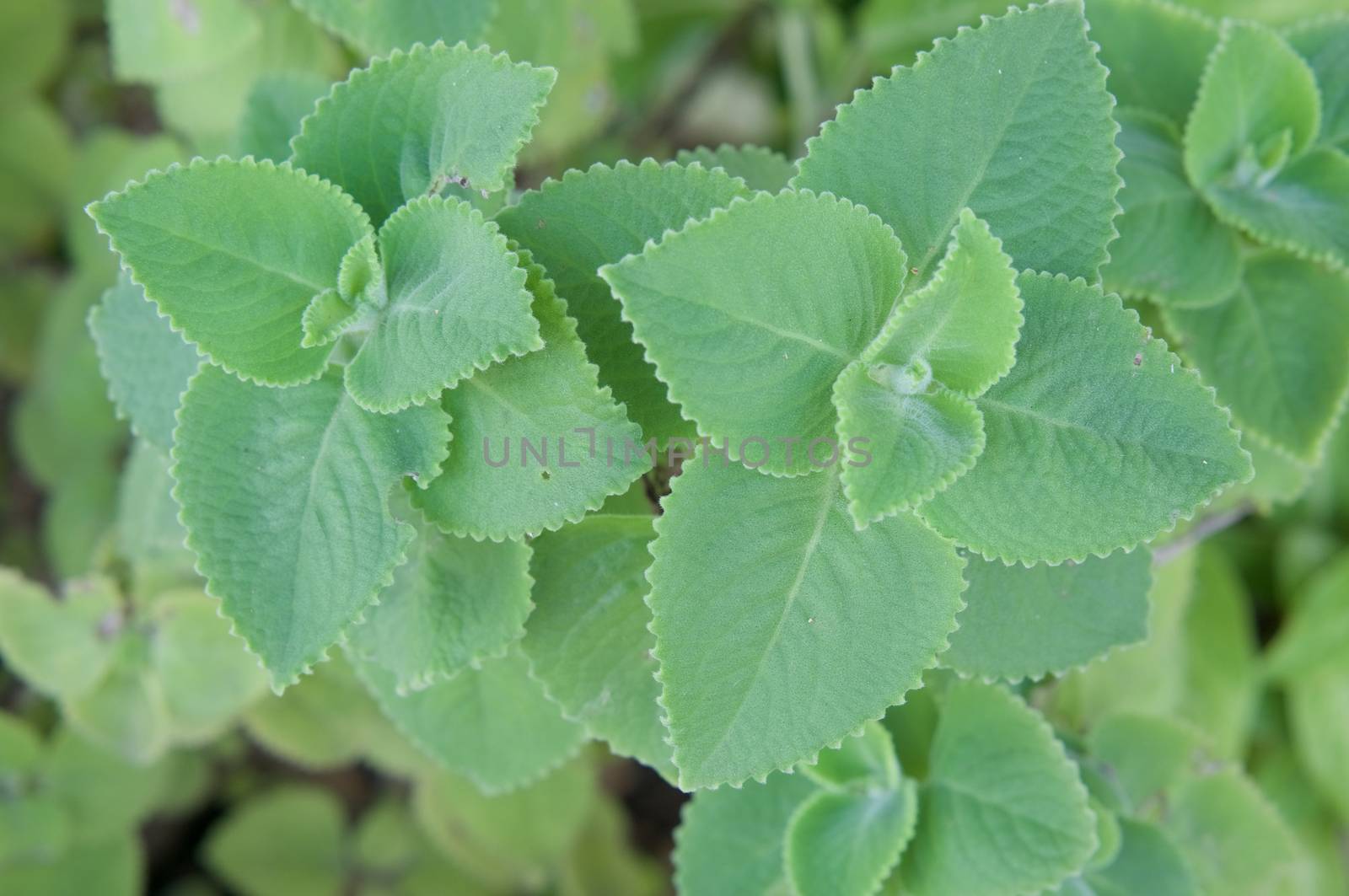 Plectranthus amboinicus or Coleus Amboinicus leaves herbal by eaglesky