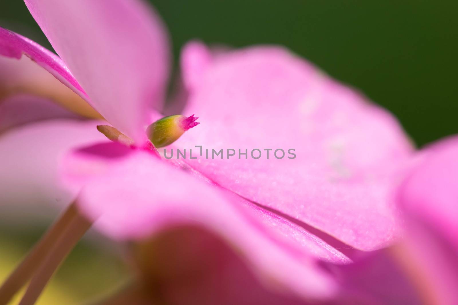 Pink flower in very high detail.a symbol of simplicity and love