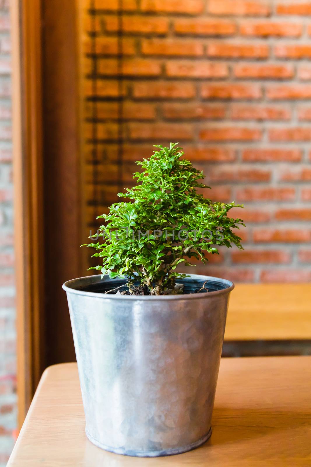 Plant in a pot on wooden table near window