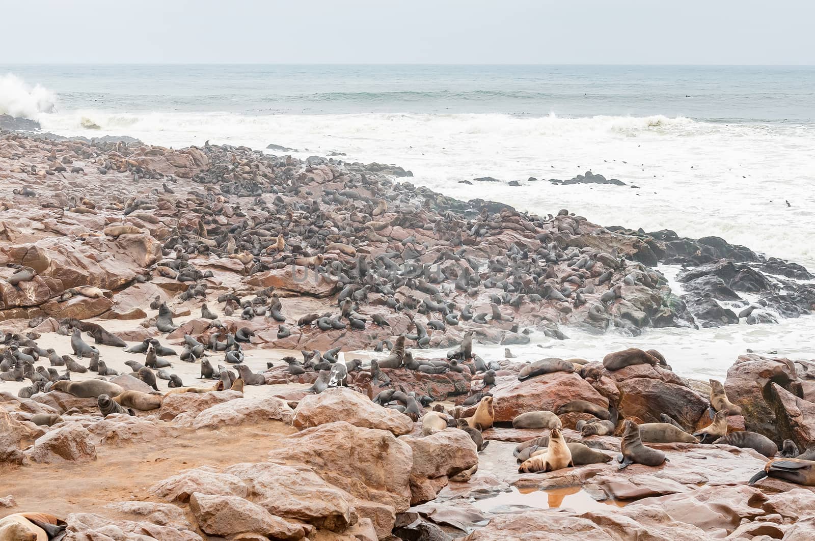 The seal colony at Cape Cross on the Skeleton Coast of Namibia