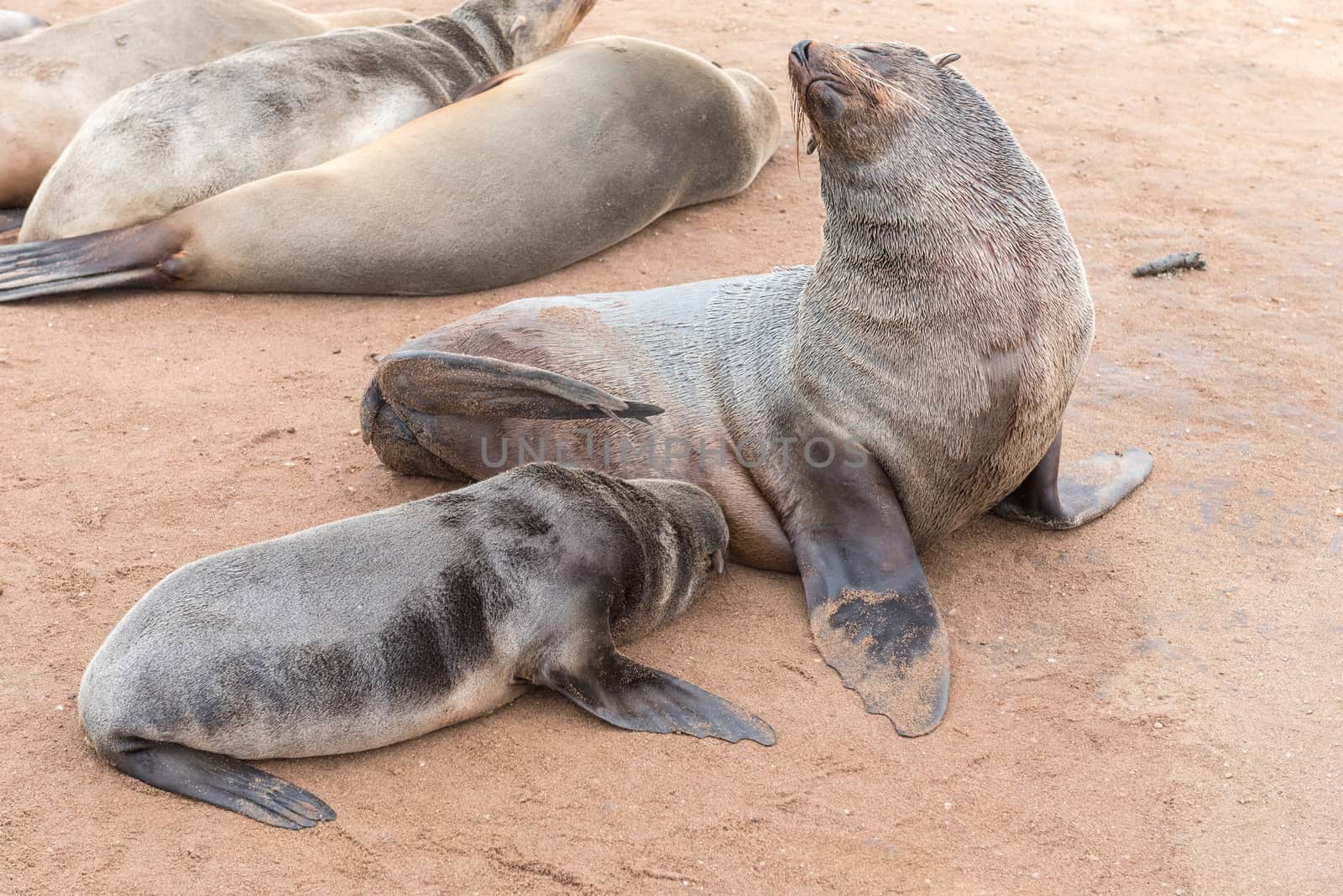 A Cape Fur Seal pup, Arctocephalus pusillus, suckling on its mother at Cape Cross on the Skeleton Coast of Namibia