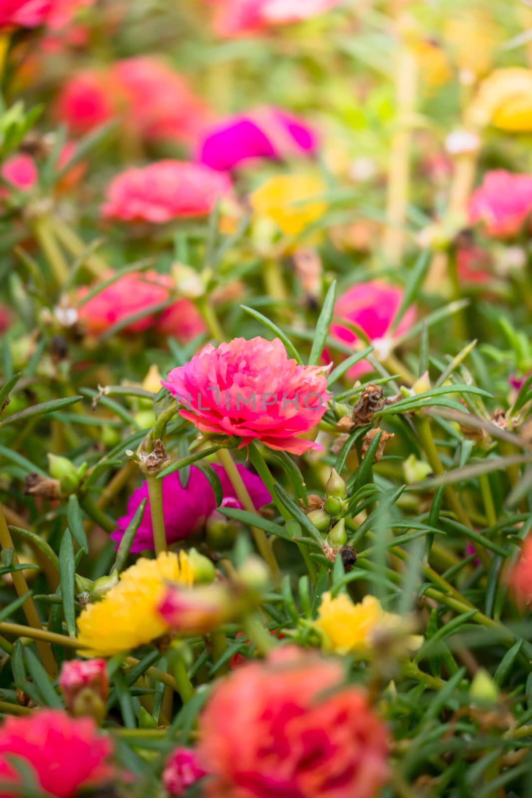 The background image of the colorful flowers by teerawit