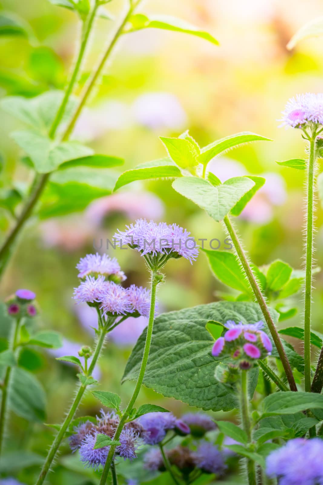 The background image of the colorful flowers by teerawit