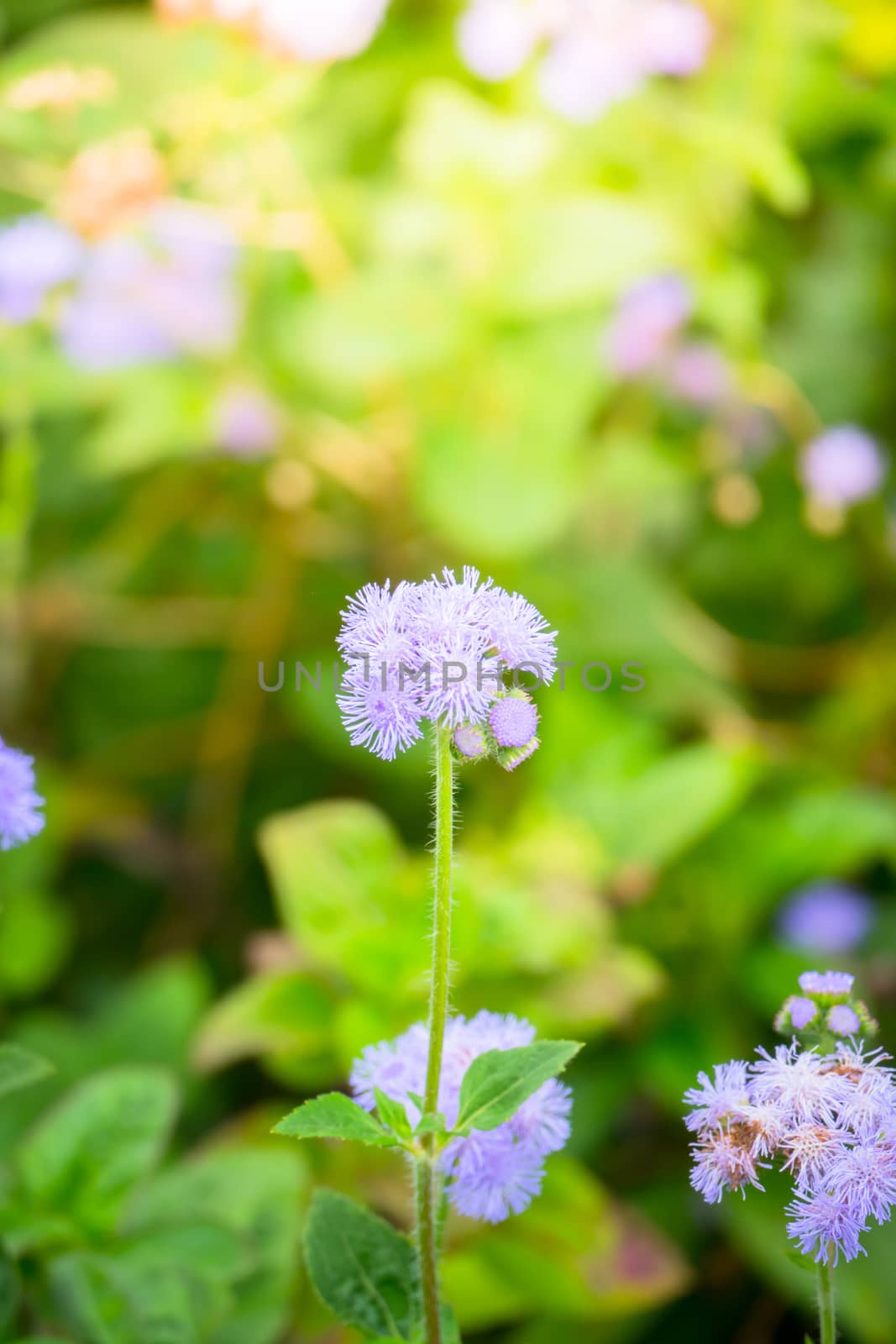 The background image of the colorful flowers by teerawit