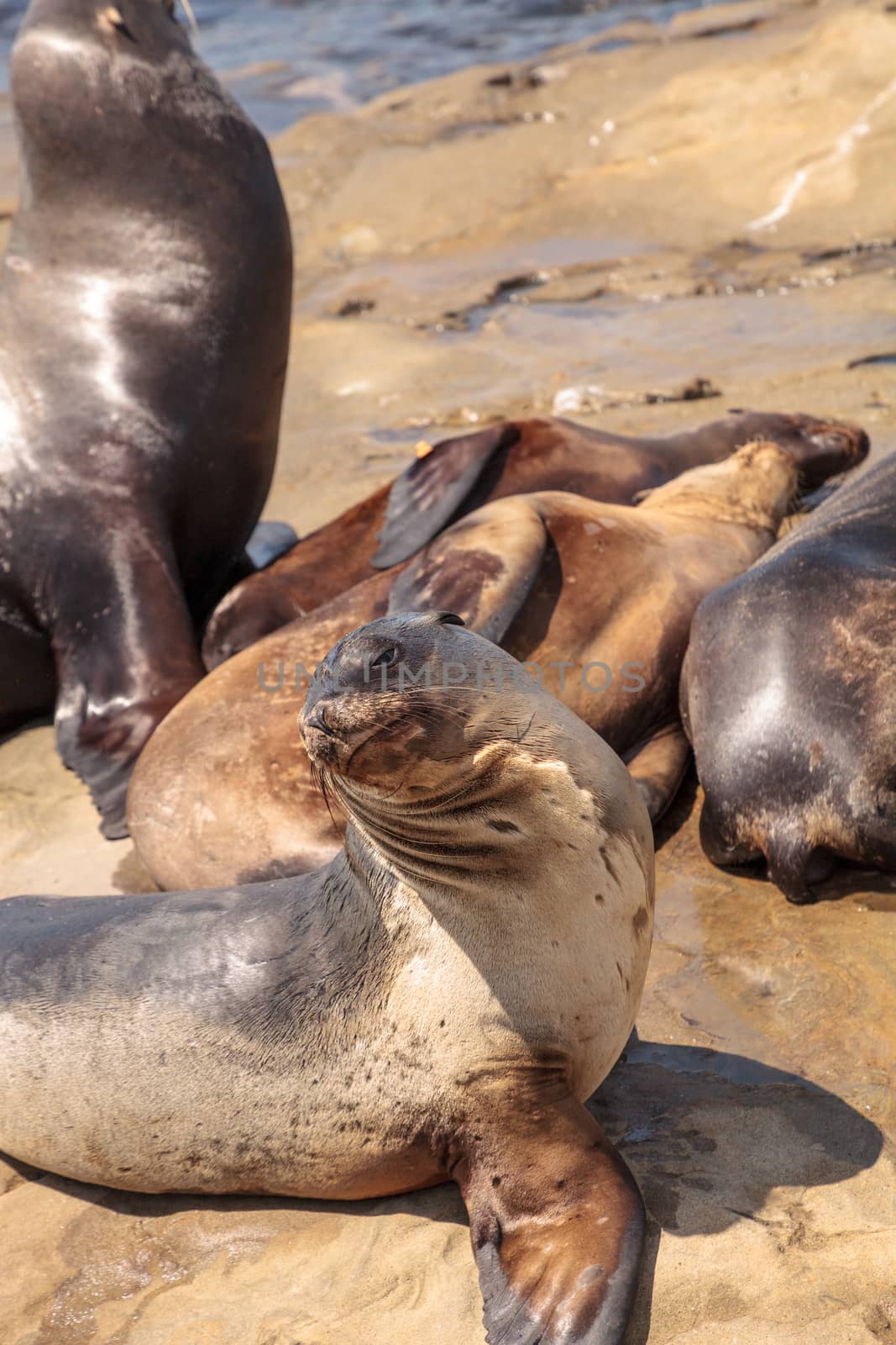 California sea lion Zalophus californianus sunning on the rocks of La Jolla Cove in Southern California