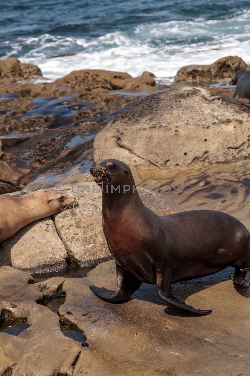 California sea lion Zalophus californianus sunning on the rocks by steffstarr