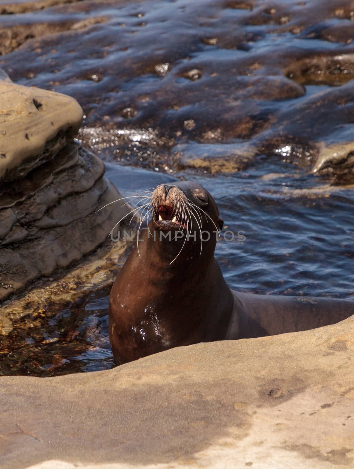 California sea lion Zalophus californianus sunning on the rocks of La Jolla Cove in Southern California