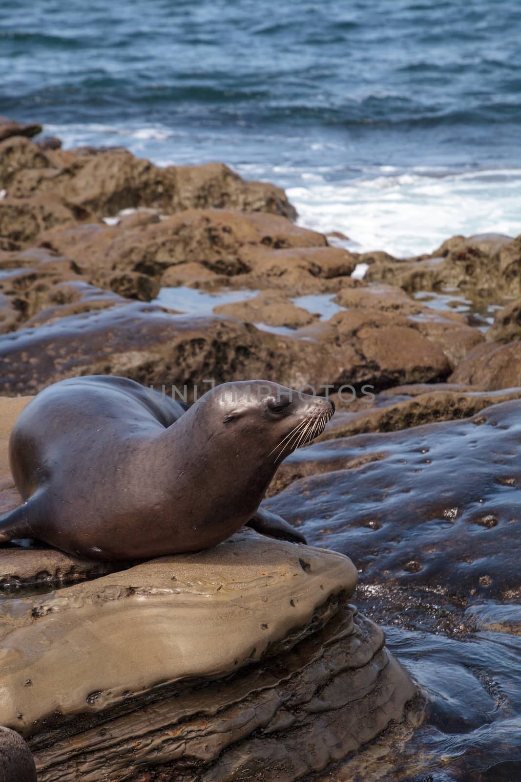 California sea lion Zalophus californianus sunning on the rocks by steffstarr