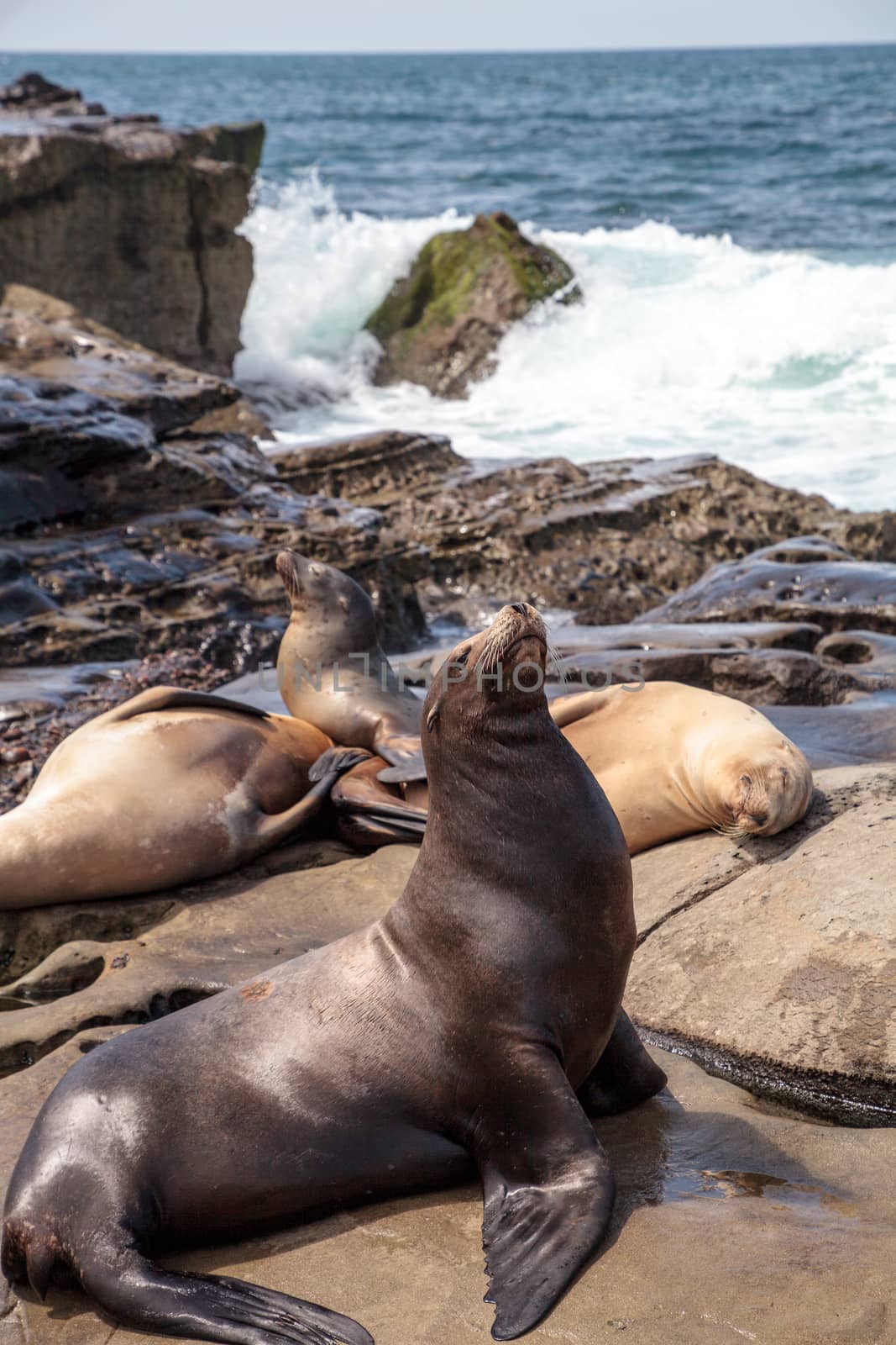 California sea lion Zalophus californianus sunning on the rocks by steffstarr