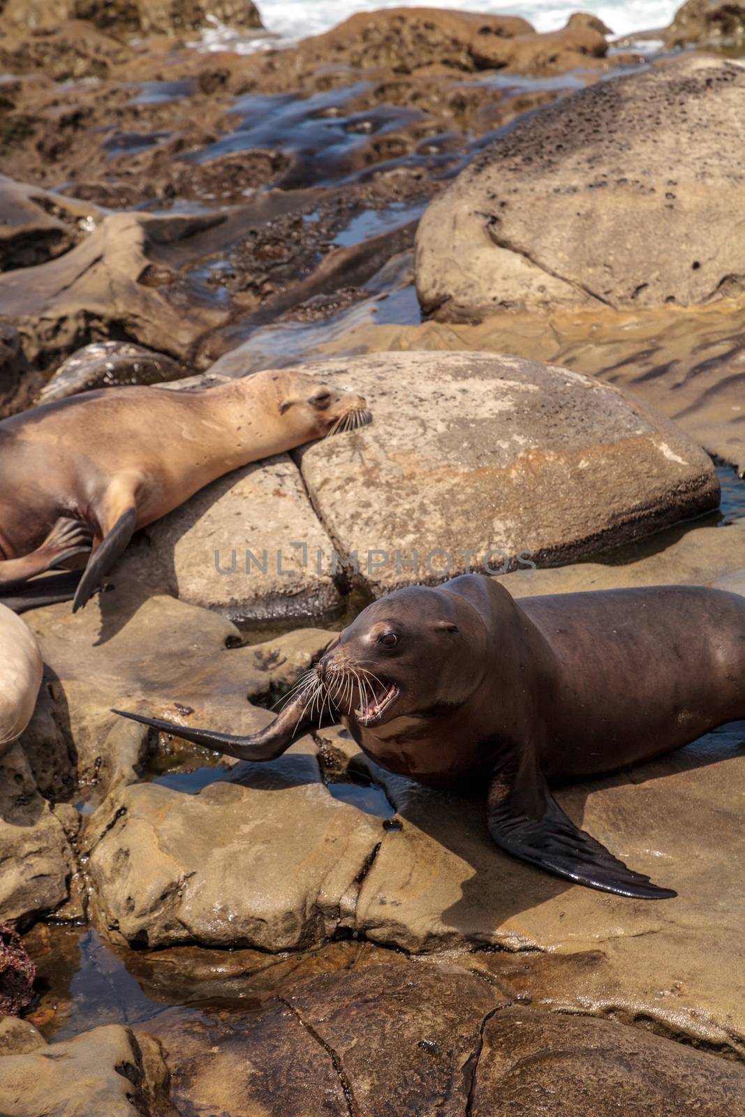 Arguing California sea lion Zalophus californianus shouting on the rocks of La Jolla Cove in Southern California