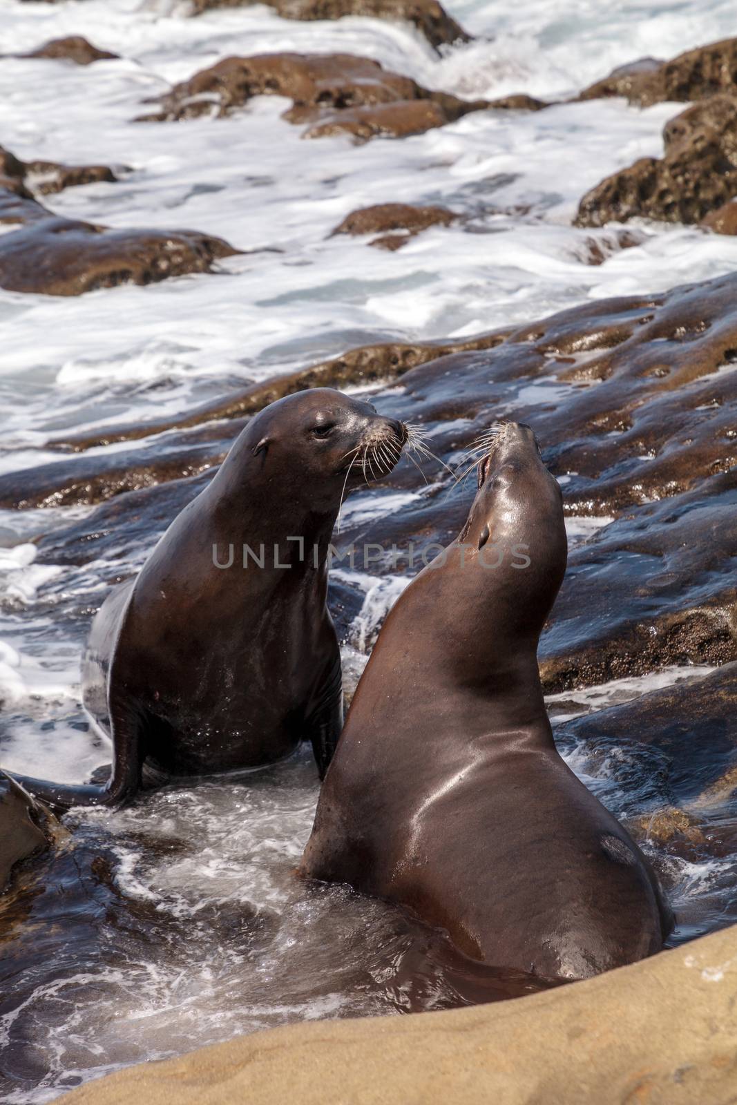 Arguing California sea lion Zalophus californianus shouting on the rocks of La Jolla Cove in Southern California