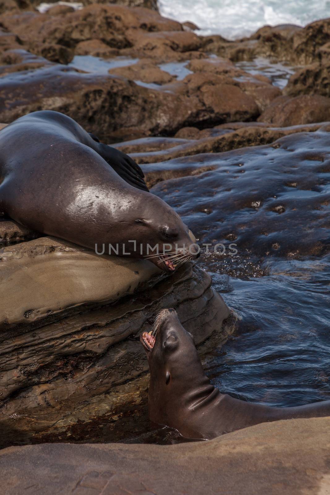 Arguing California sea lion Zalophus californianus by steffstarr