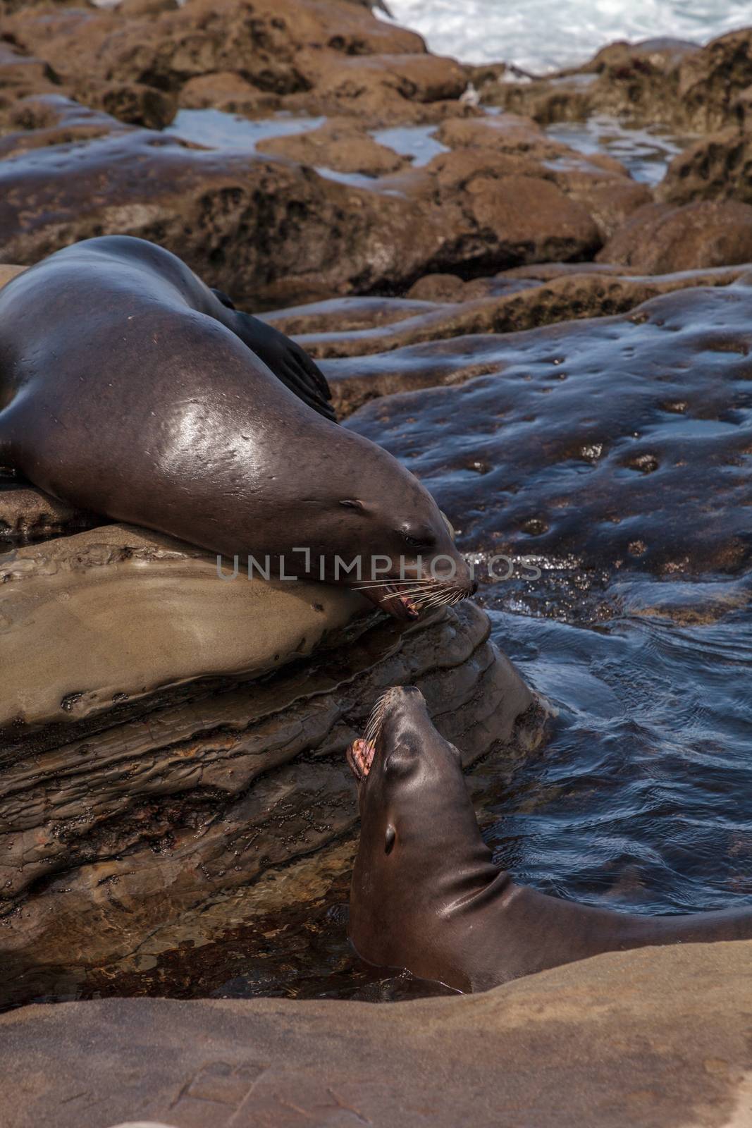 Arguing California sea lion Zalophus californianus by steffstarr