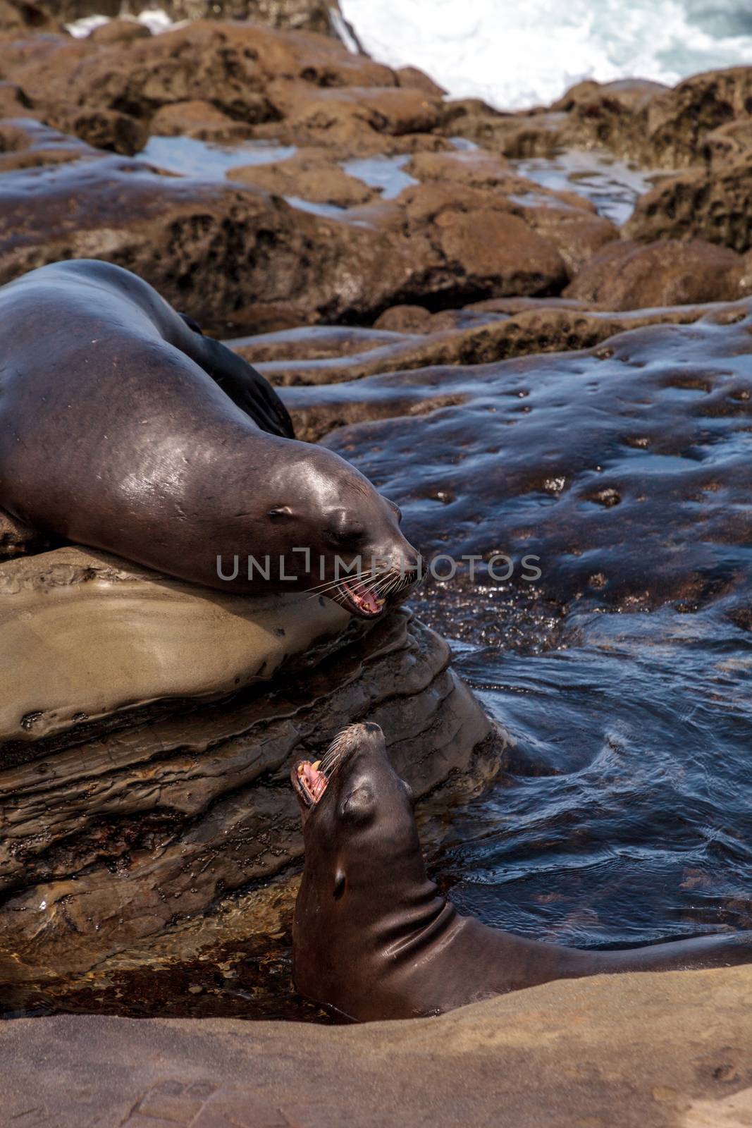 Arguing California sea lion Zalophus californianus by steffstarr