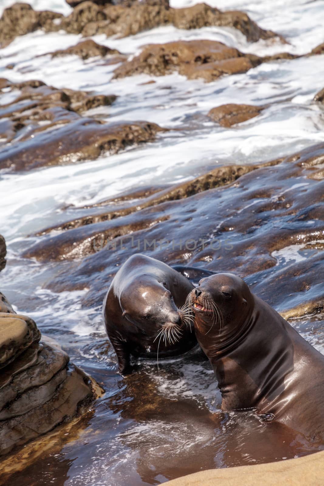 Kissing California sea lion Zalophus californianus kiss on the rocks of La Jolla Cove in Southern California