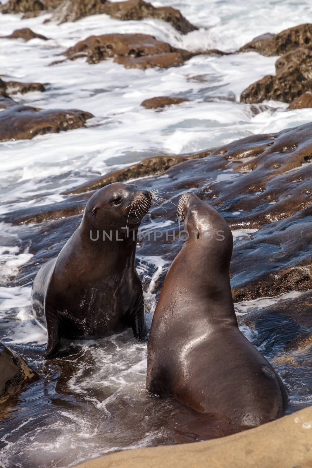 Kissing California sea lion Zalophus californianus kiss on the rocks of La Jolla Cove in Southern California