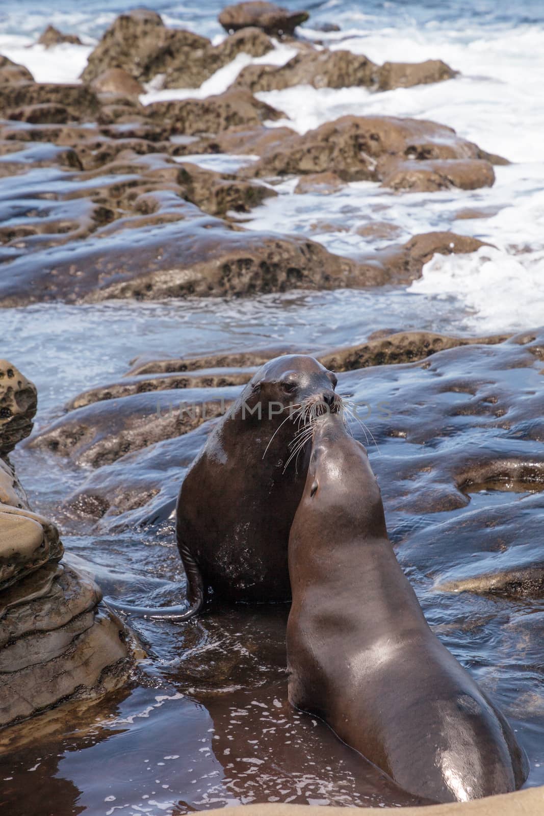 Kissing California sea lion Zalophus californianus by steffstarr