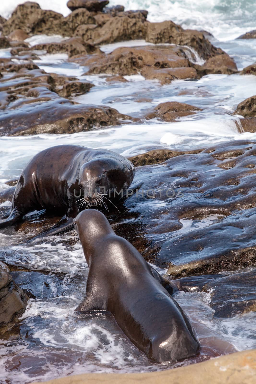 Kissing California sea lion Zalophus californianus kiss on the rocks of La Jolla Cove in Southern California