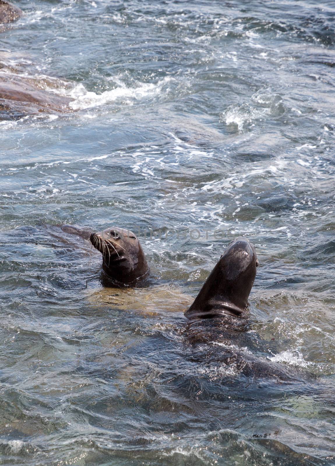 Swimming California sea lion Zalophus californianus in the ocean at La Jolla Cove in Southern California