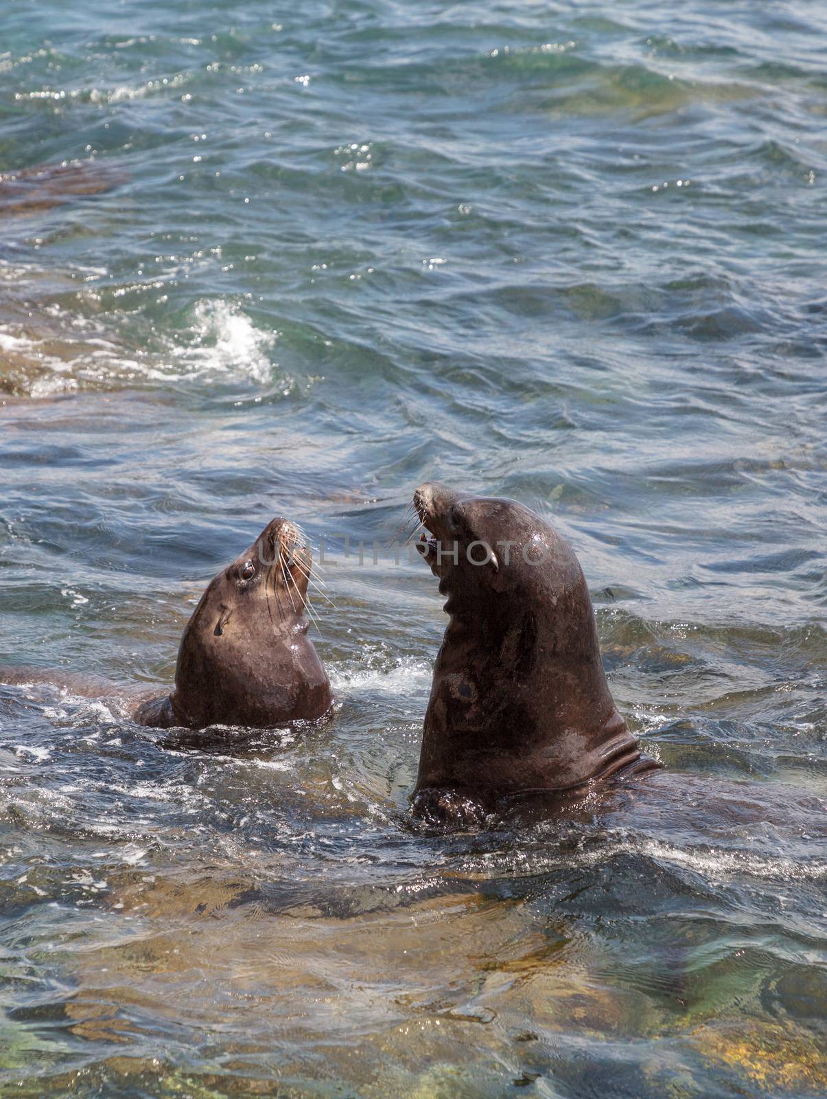 Swimming California sea lion Zalophus californianus by steffstarr