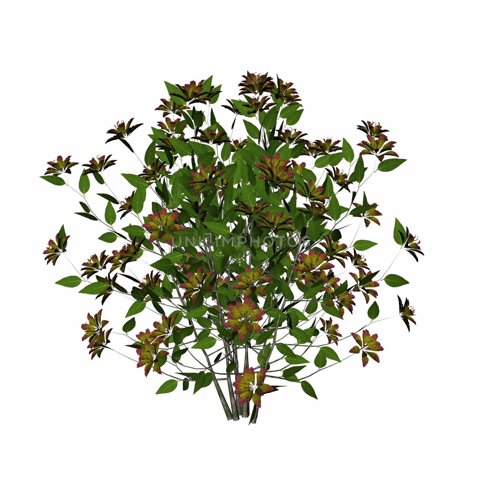 Flower bush isolated in white background - 3D render