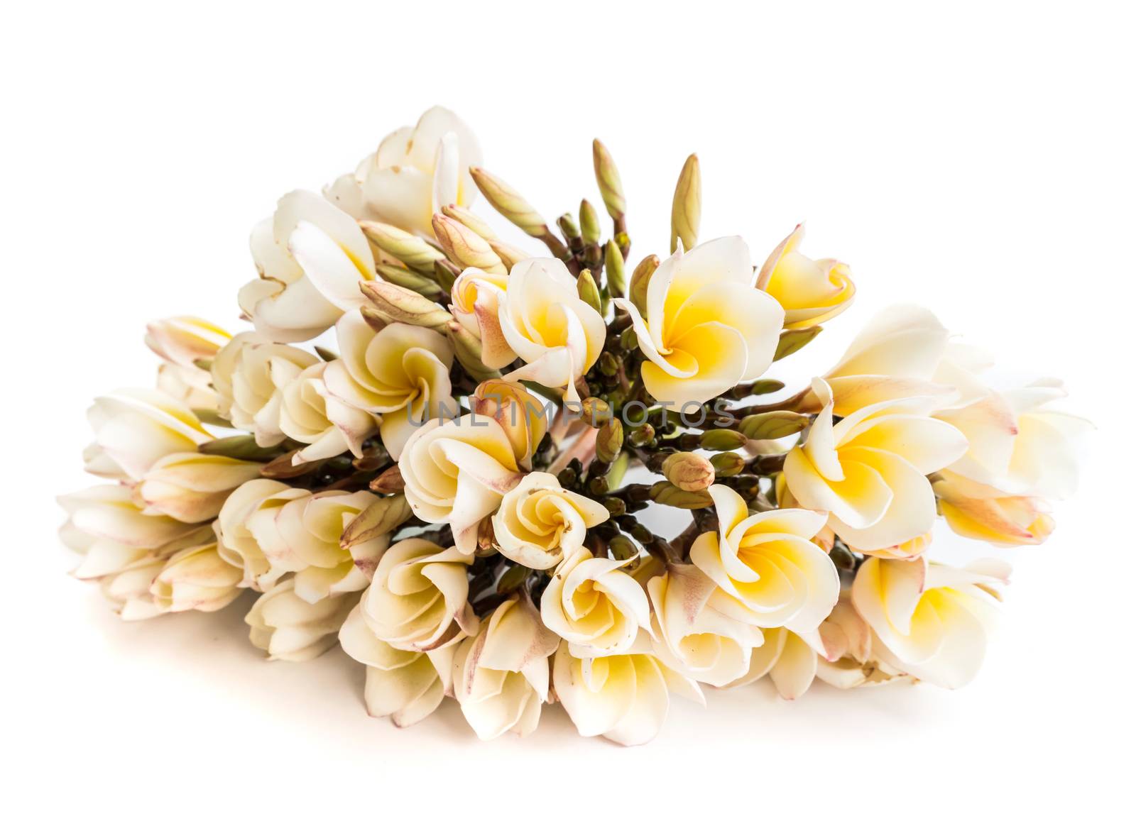Plumeria flower group on white background