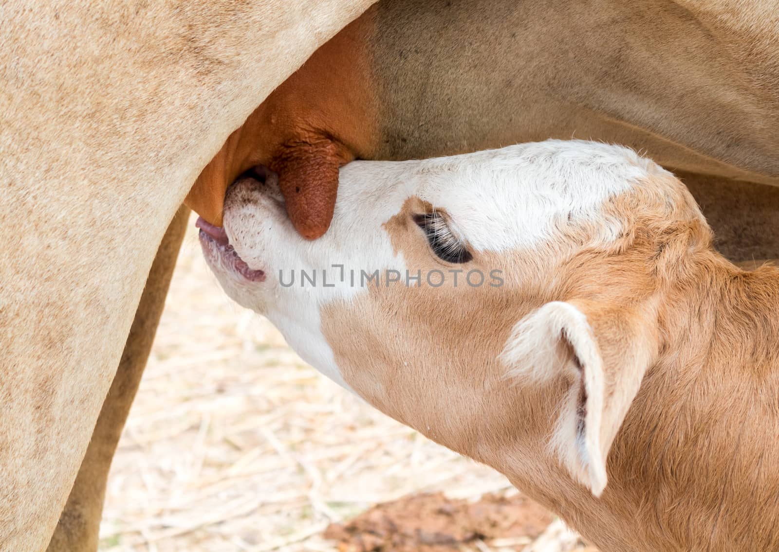 Closeup Calf suckling milk from mom, soft and blur focus