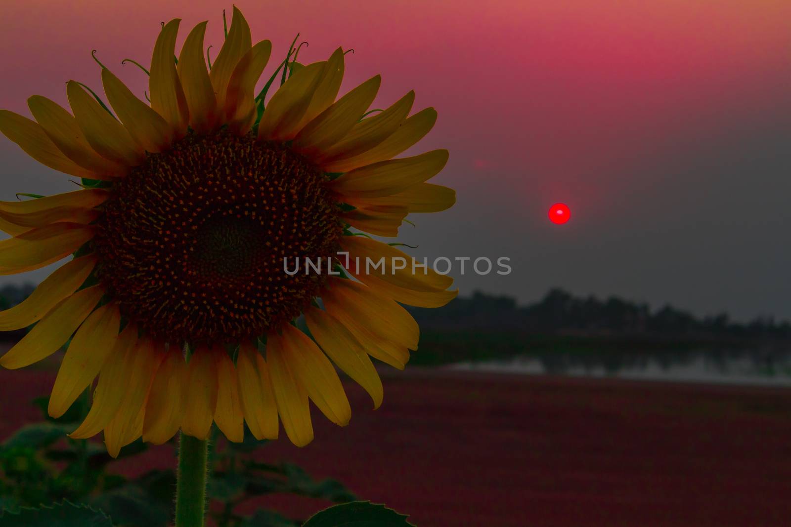 Silhouette of sunflower in the field at sunset, feeling dark tone