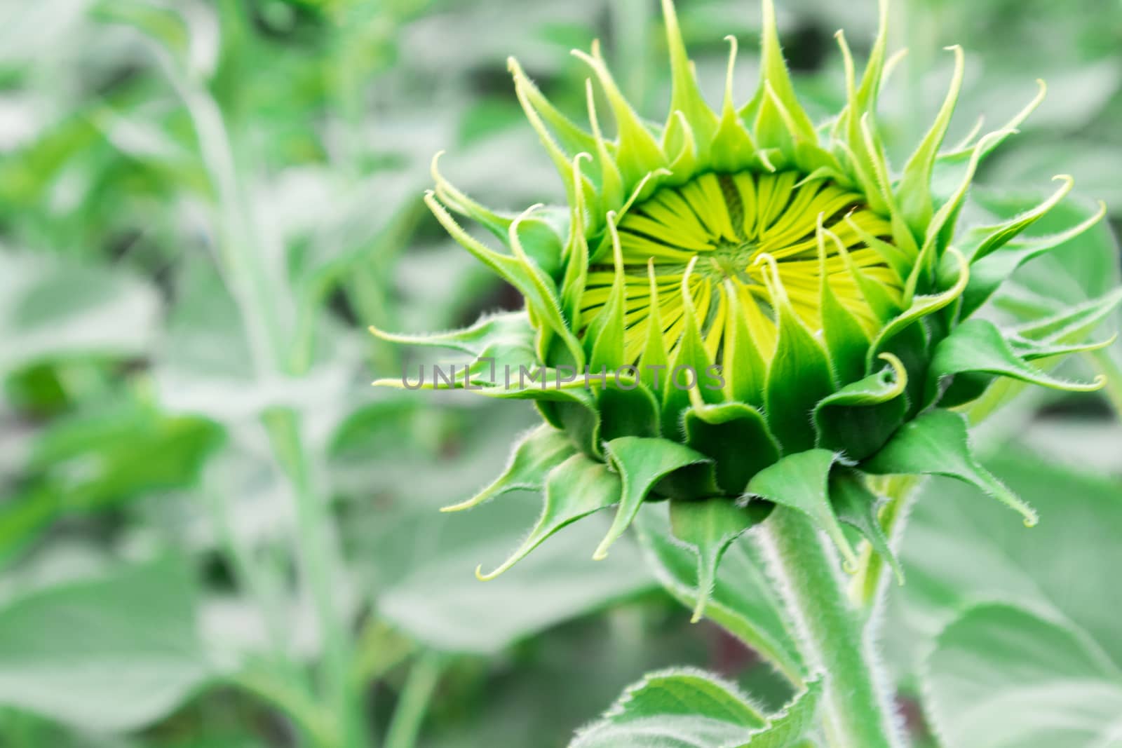 Closeup young sunflower, selective focus