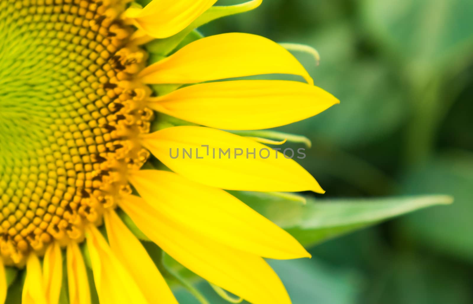 Sunflower with blur background, selective focus
