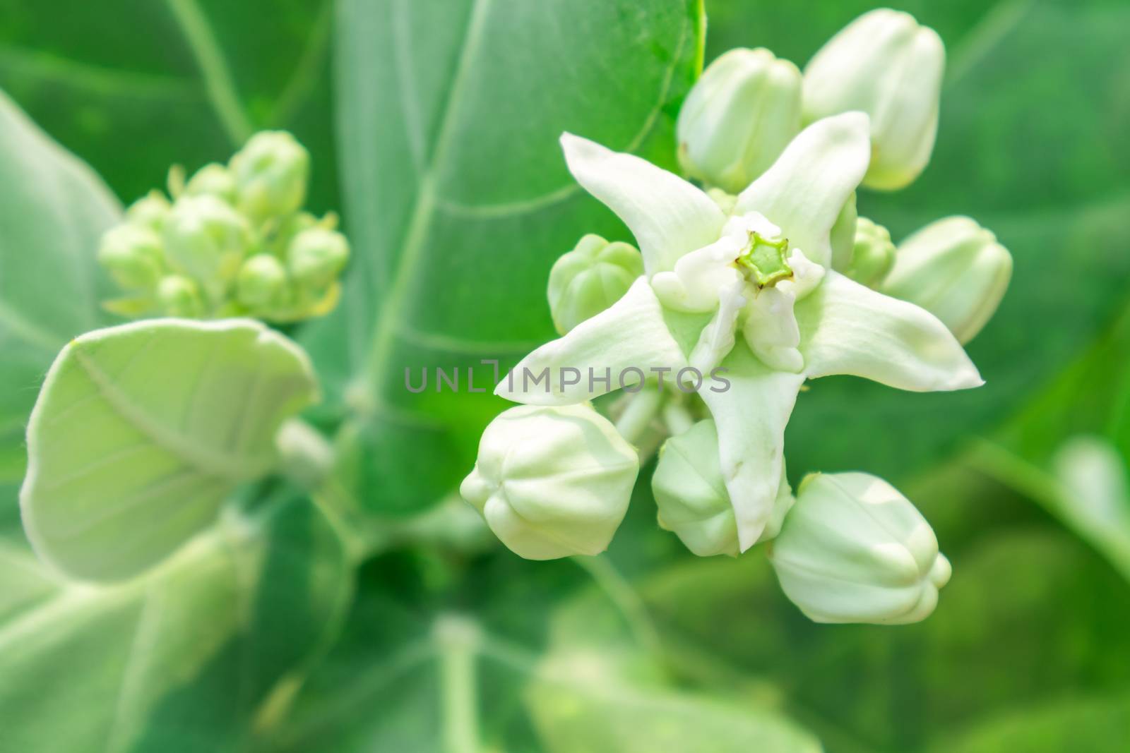Calotropis giantea or Crown flower on tree, soft and blur focus