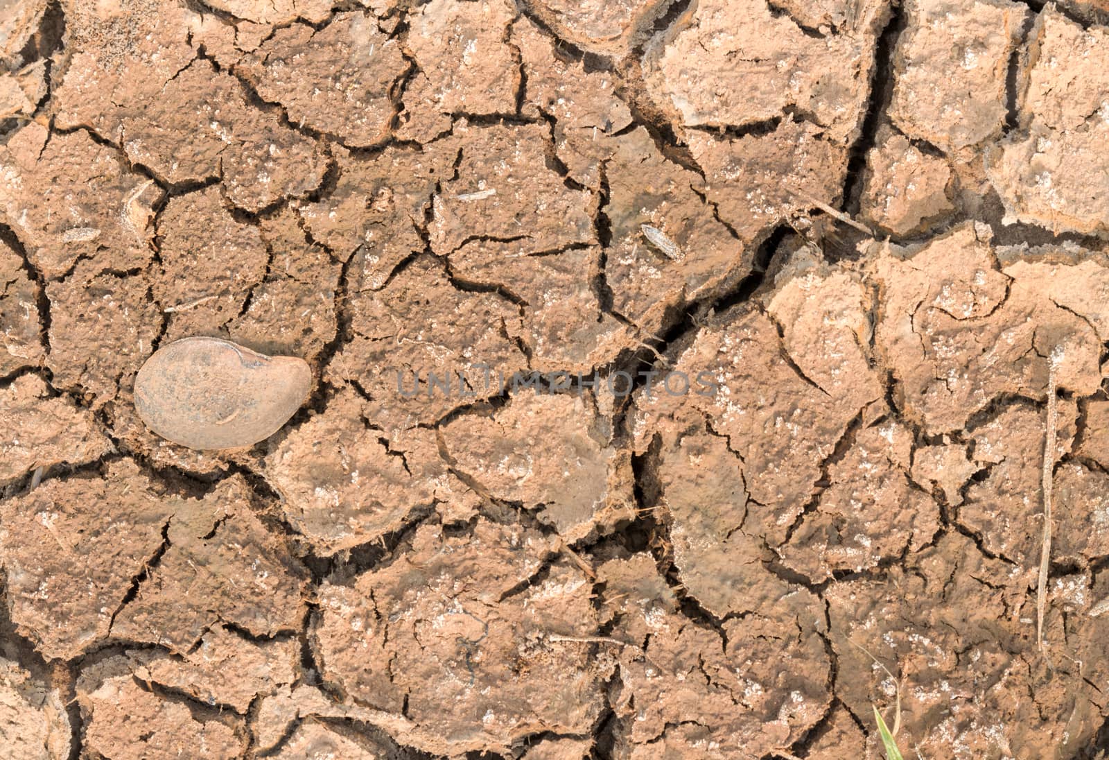 Cracked earth in sumer season