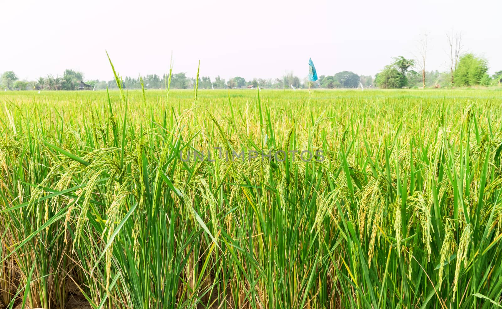 Rice field, Green nature view of rice