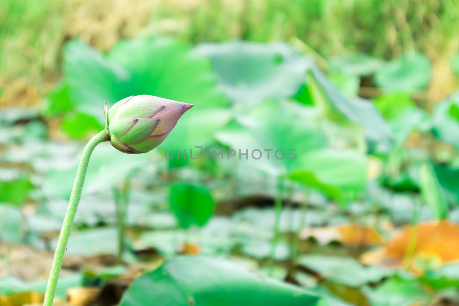 Yong pink lotus color flowers on the pond, selective focus