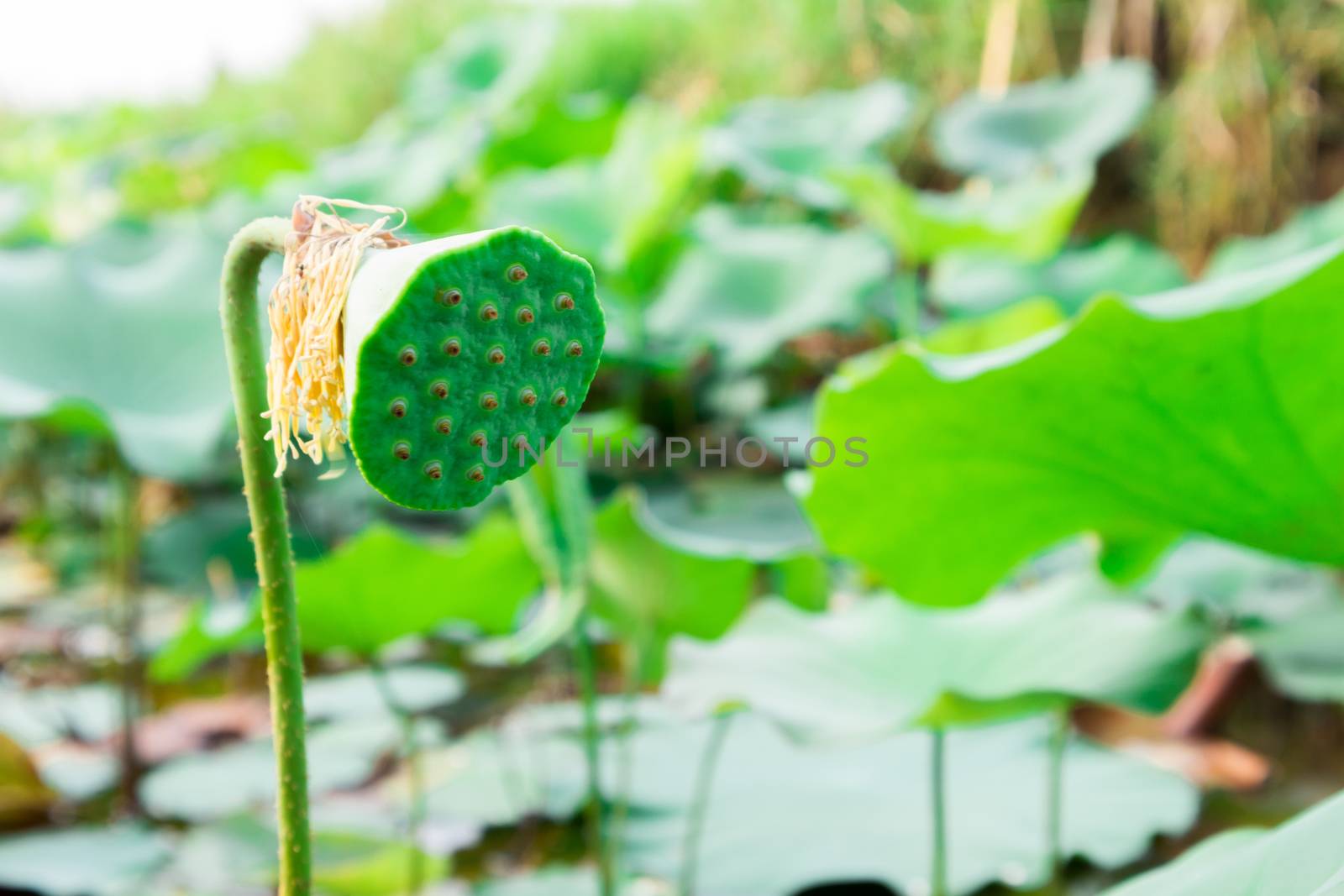 Seed of lotus on the pond with morning light, selective focus