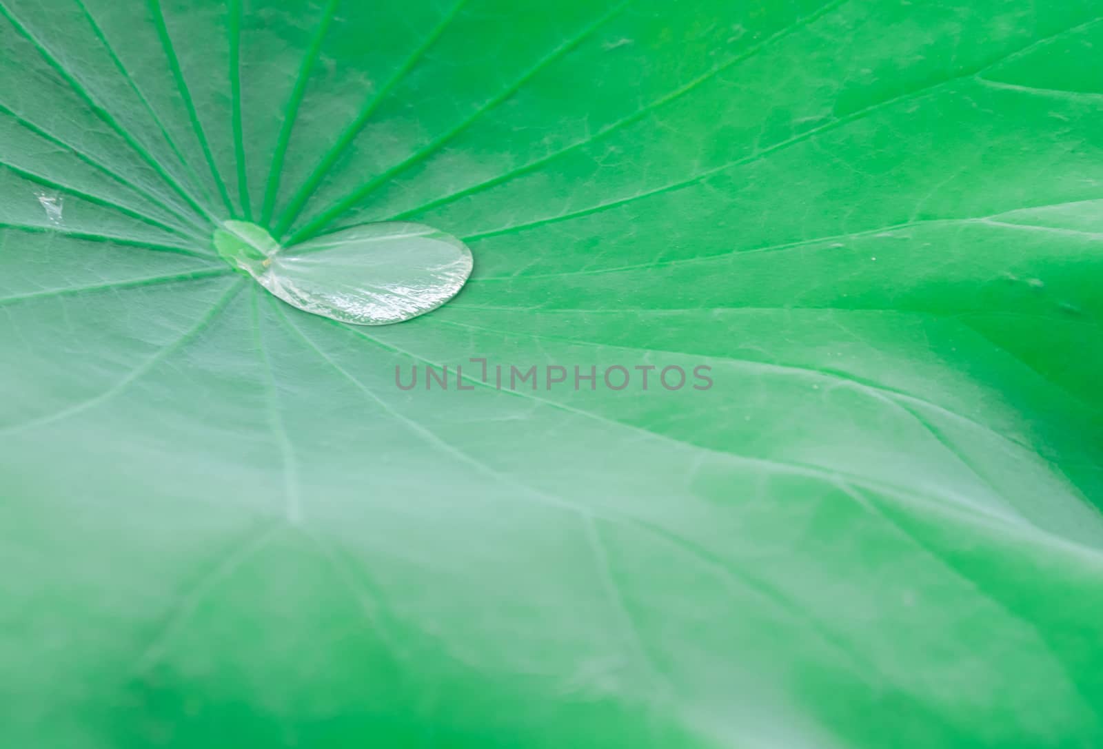 Drop of water on a lotus leaf background, green nature blackground