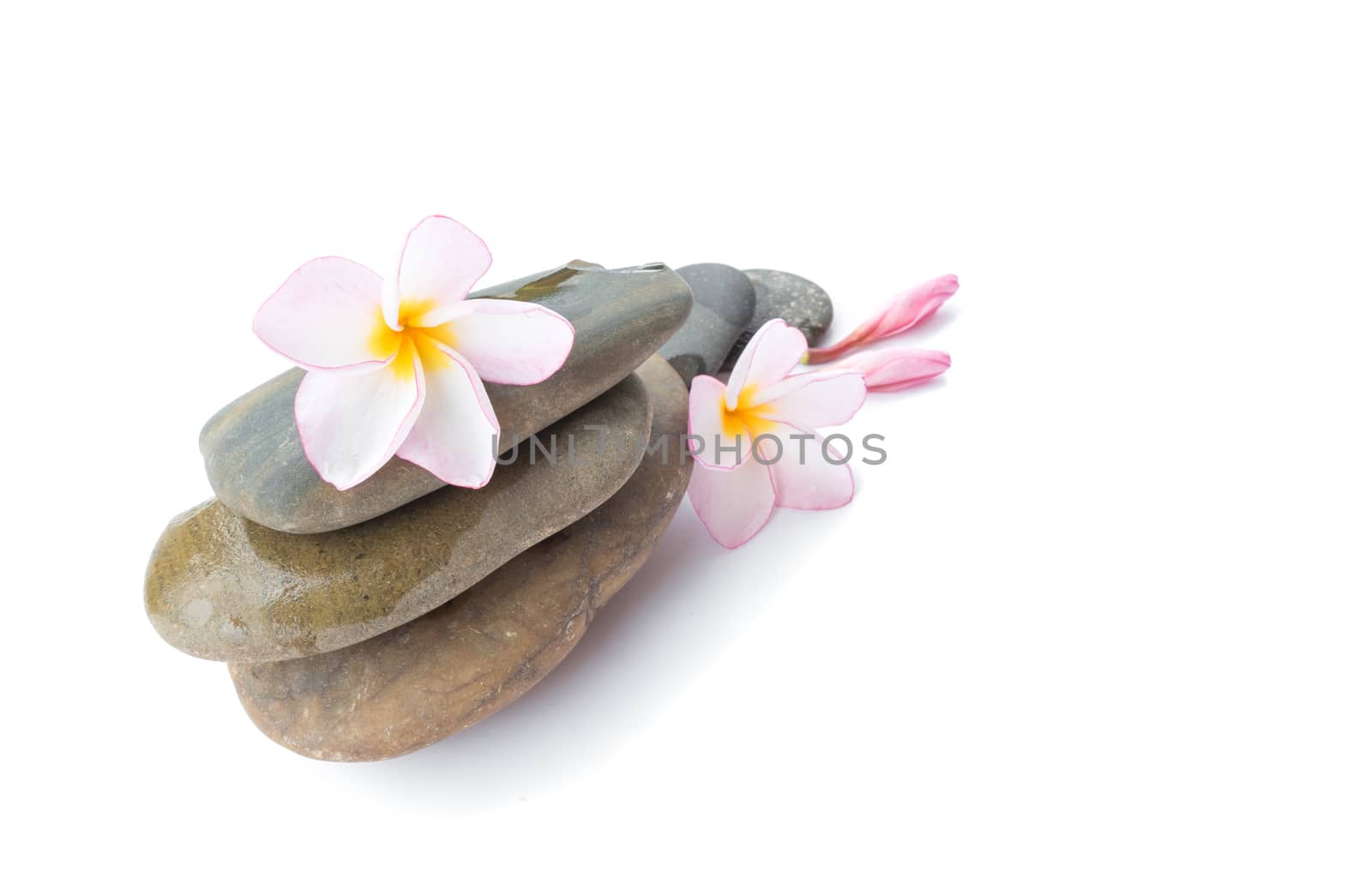 Plumeria flower on for spa relax on white background, frangipani opical flower