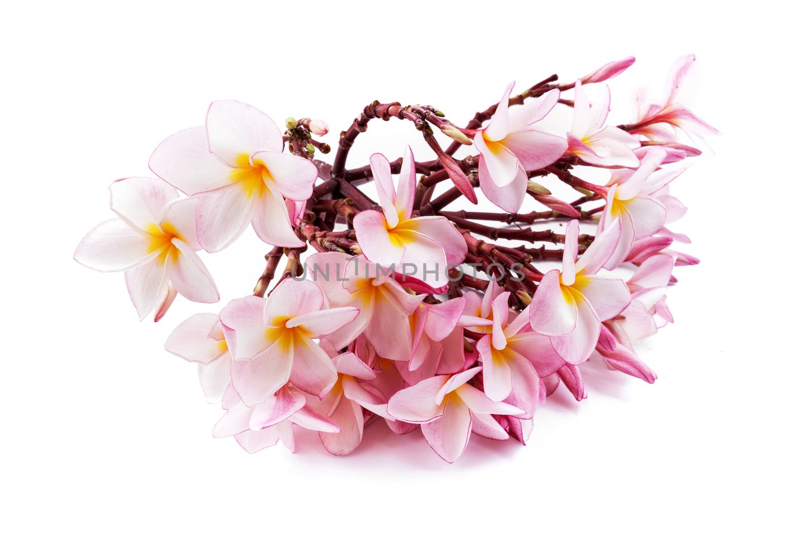 Pink plumeria flower on white background