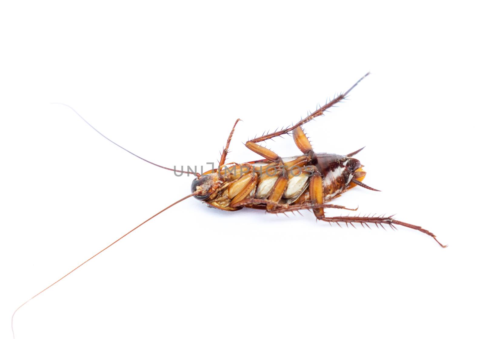 Closeup dead cockroach on white background