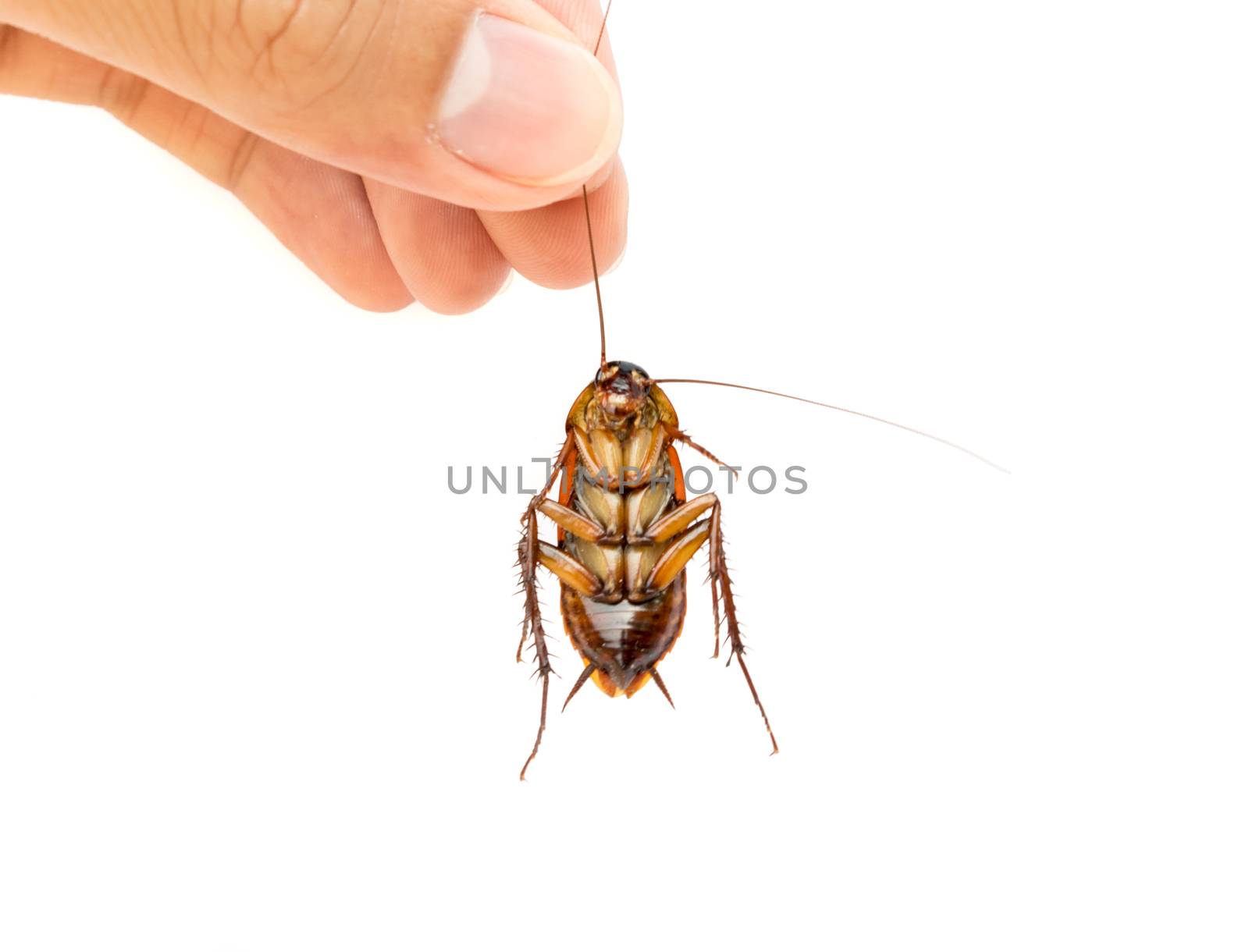Closeup Hand hold dead cockroach on white background