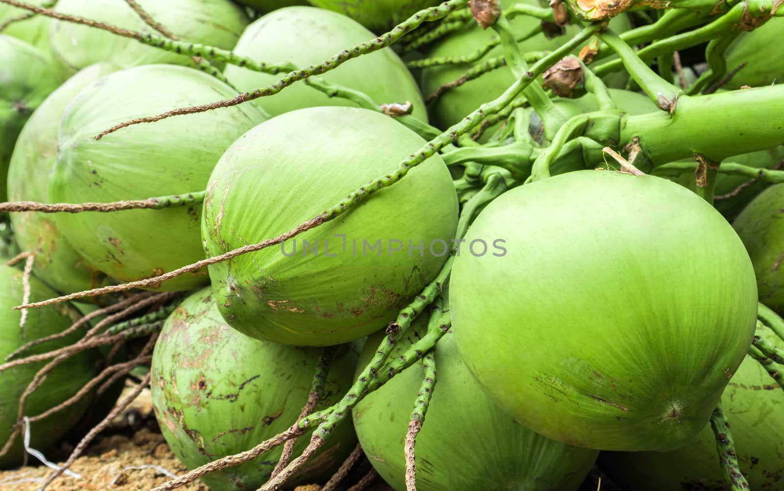 Fresh green coconut group for raw food and drink, topical fruit