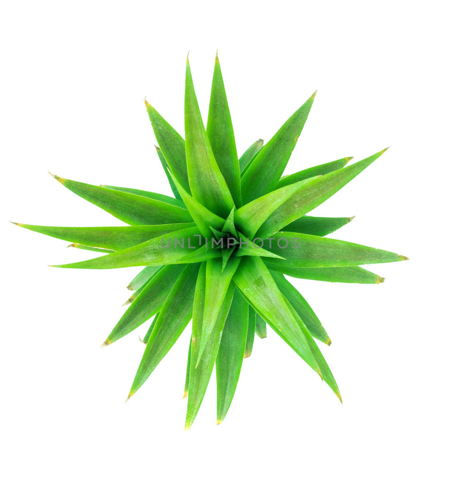 The soft leaves of pineapple on white background