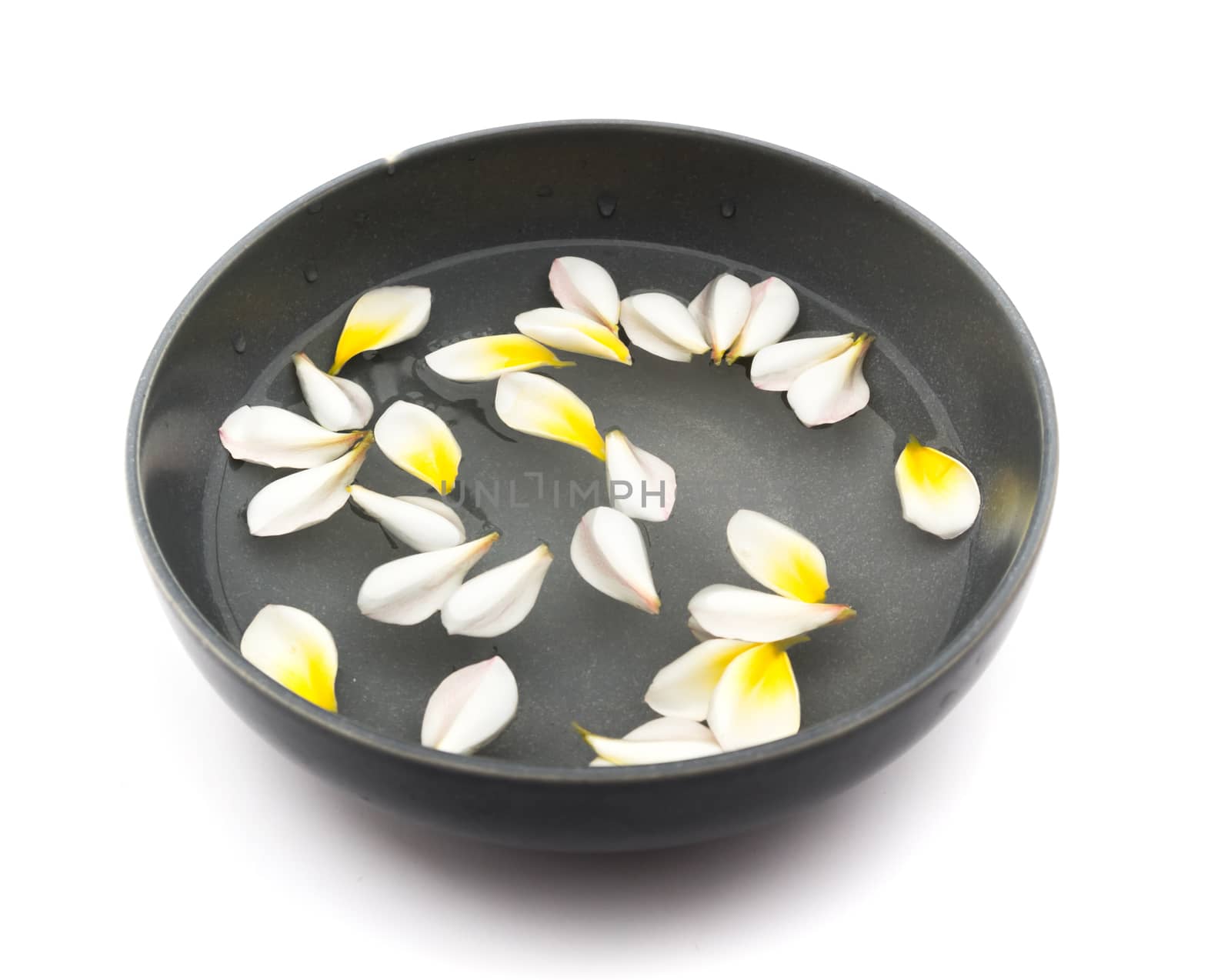 Plumeria on water for spa and AromaTherpy